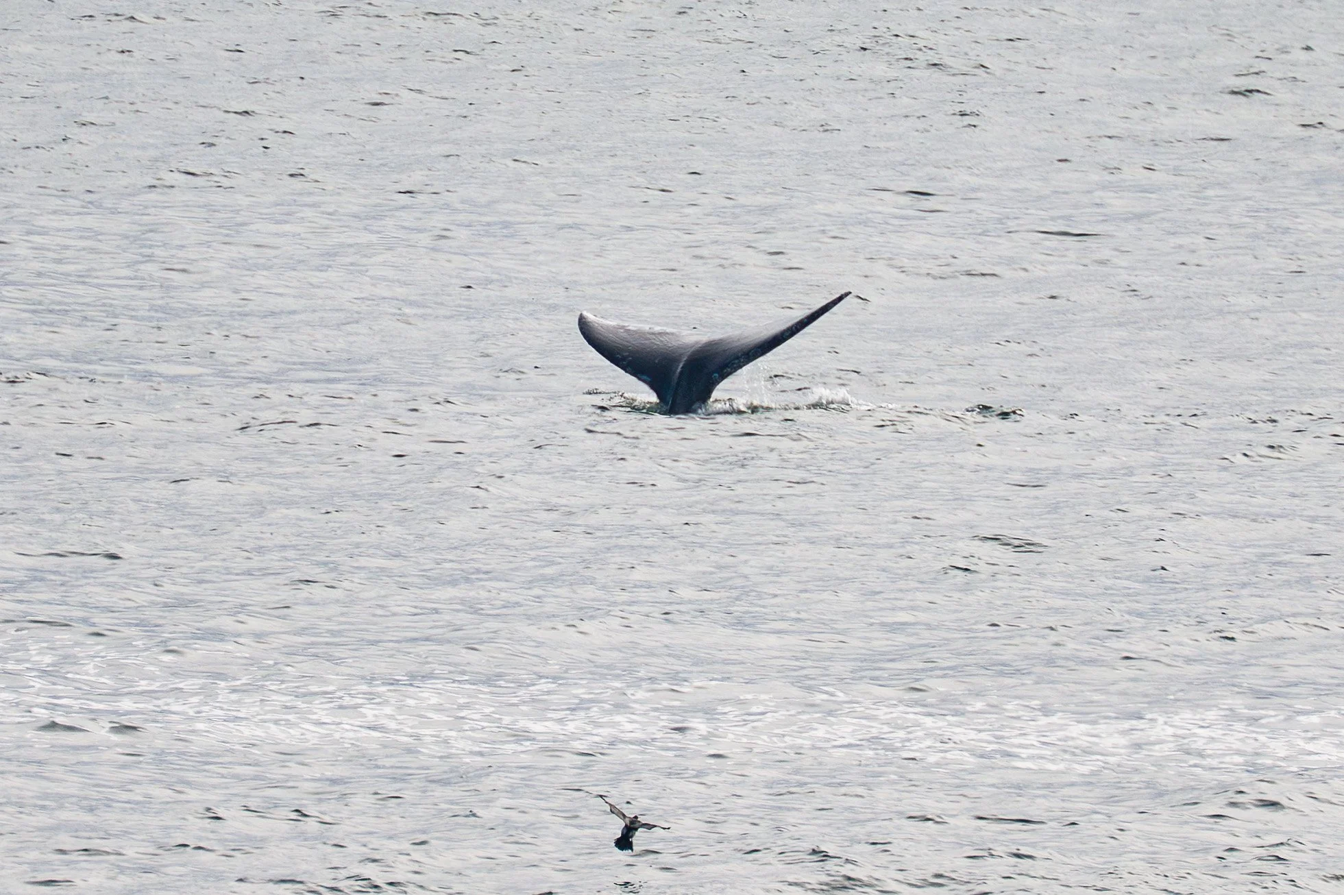 YHONA_Whales_6_27_2025 (1 of 1)-3.jpg
