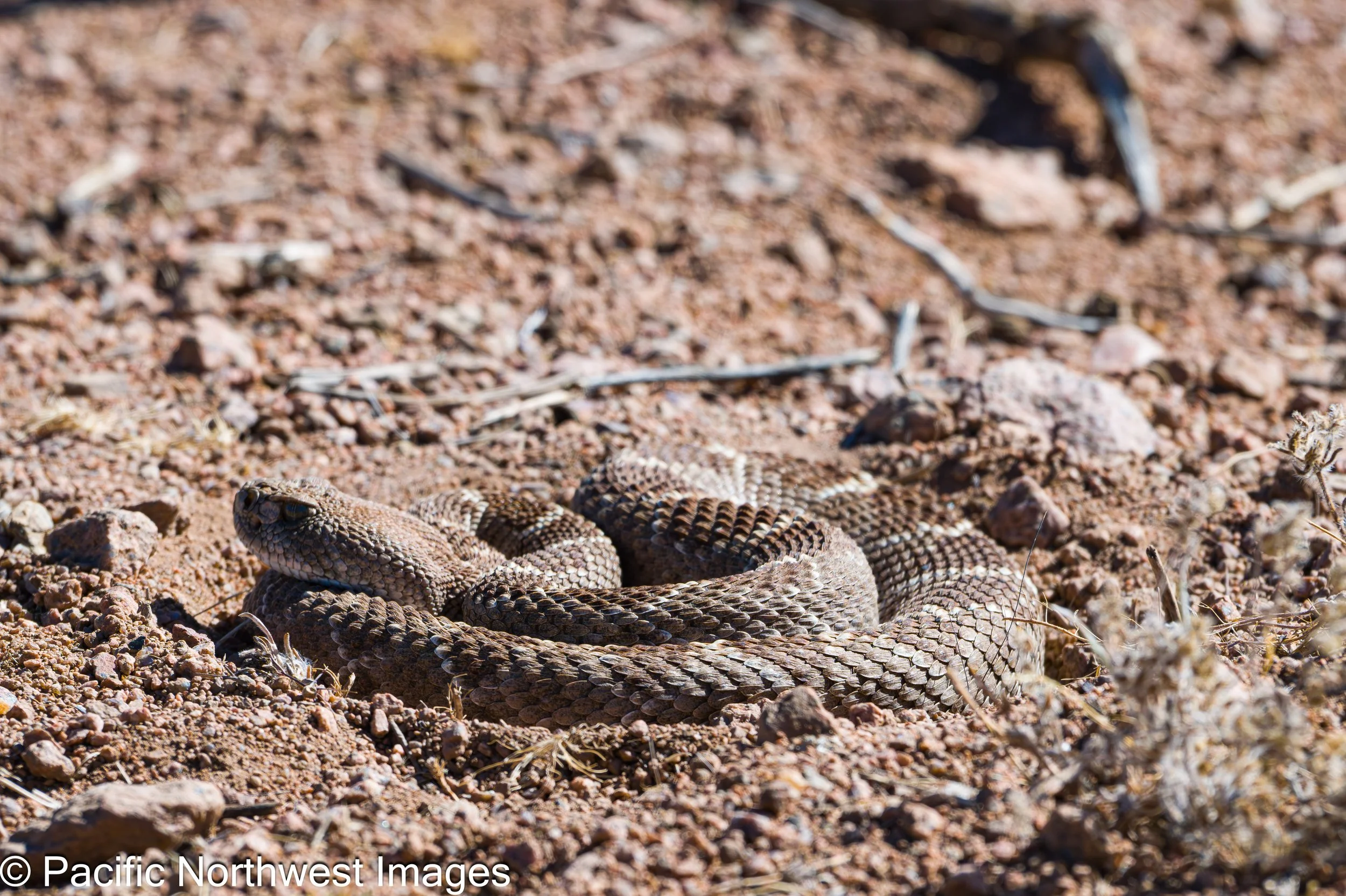 Sevilleta_NWR_2_29_2026 (19 of 24).jpg