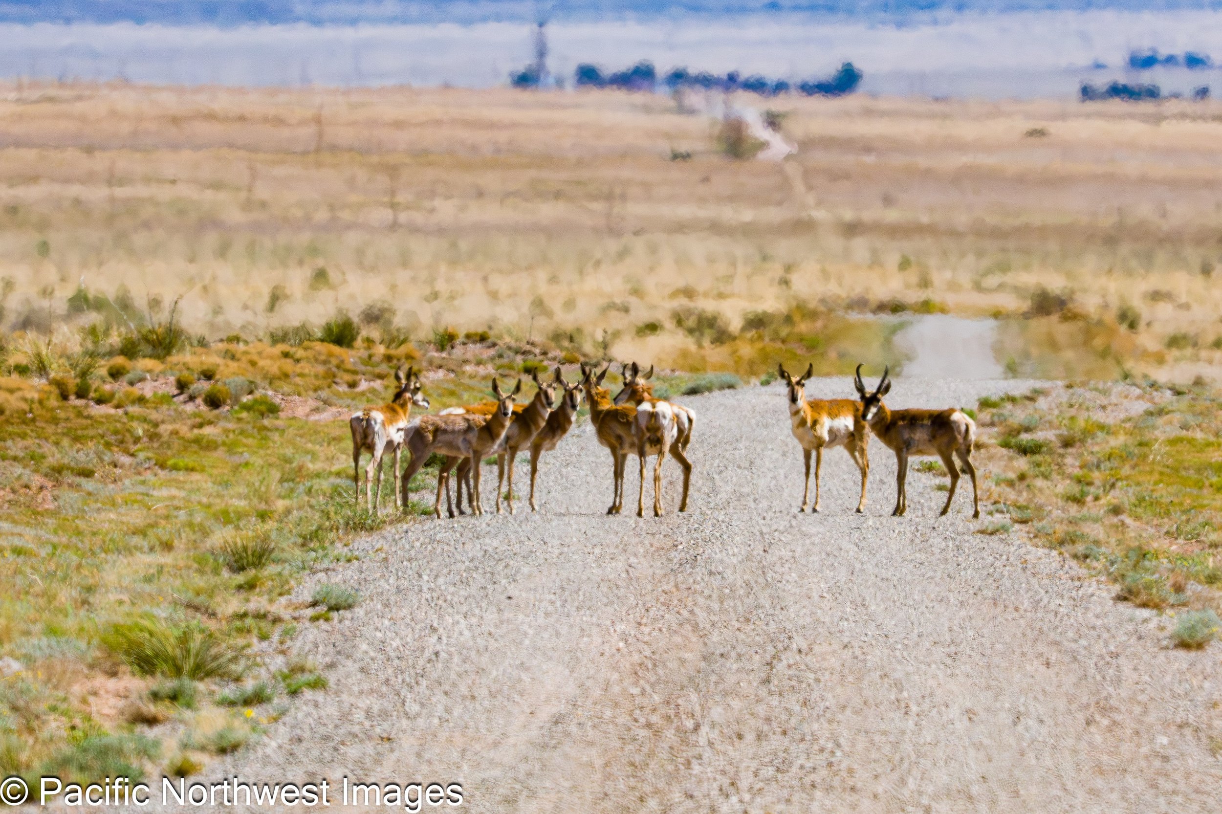 Sevilleta_NWR_2_29_2026 (22 of 24).jpg