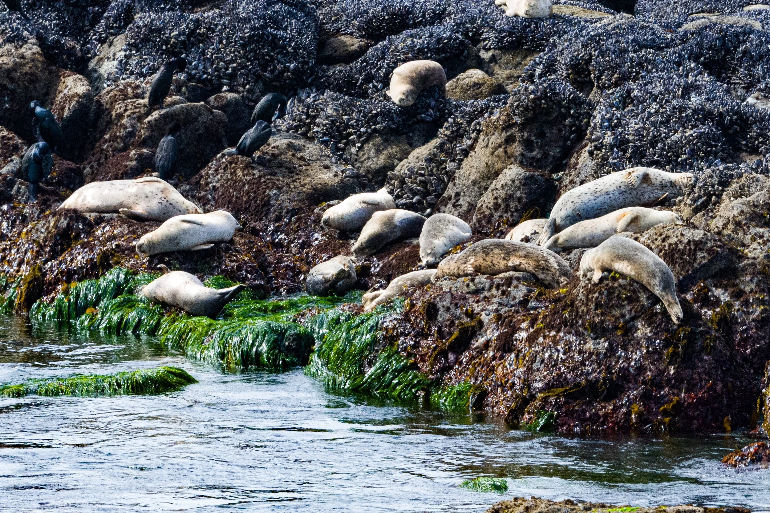 SealsSleeping (1 of 1)-2.jpg