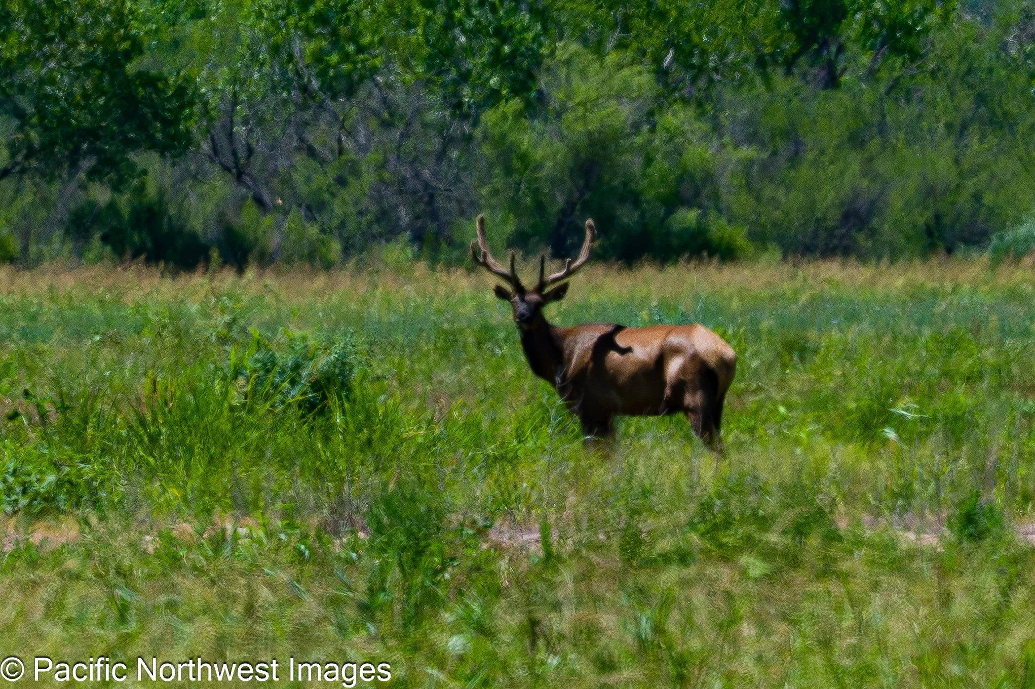 Bosque_6_21_2026 (4 of 6).jpg
