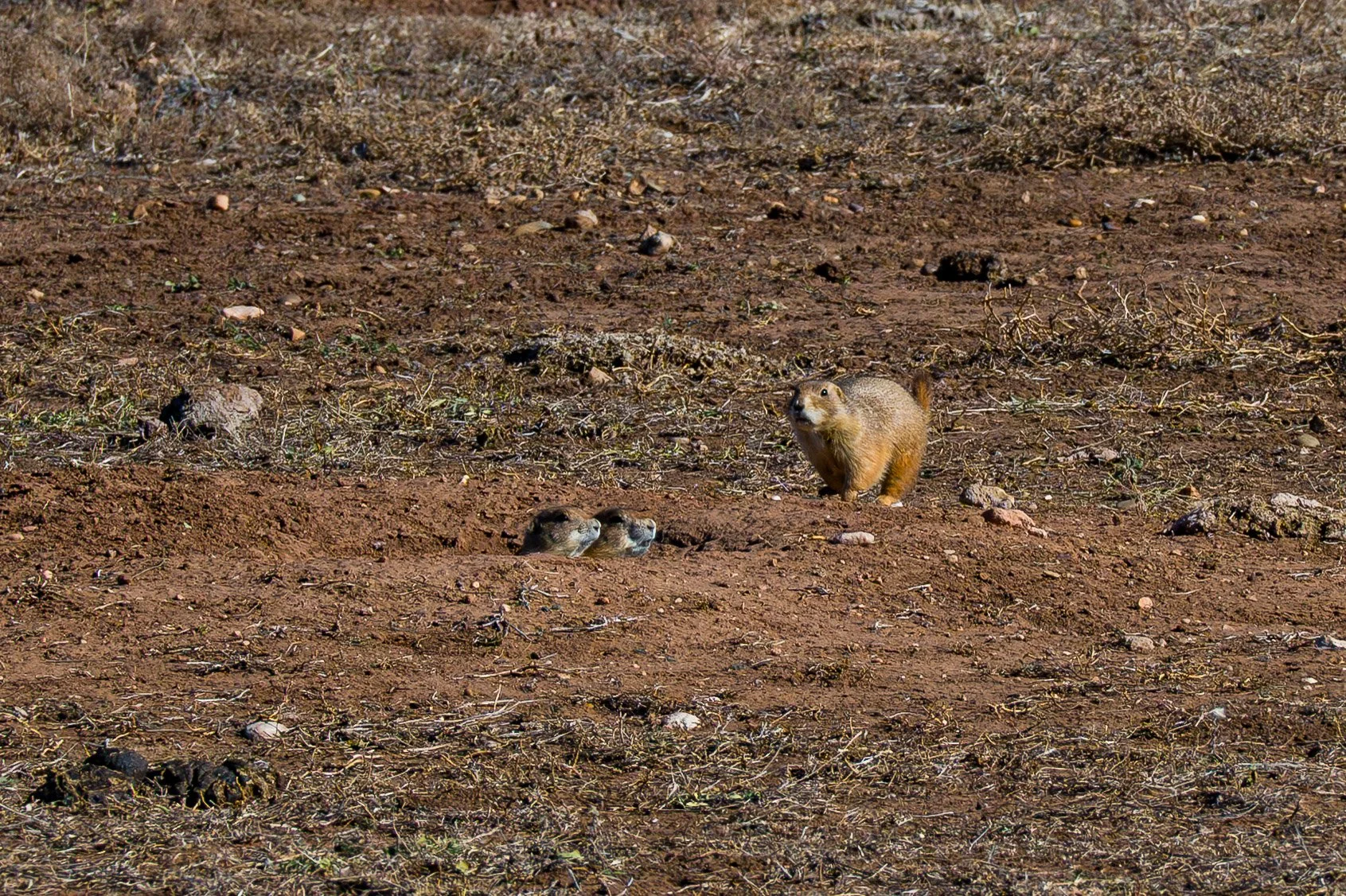 Caprock_Canyon_12_23_2025 (2 of 3).jpg