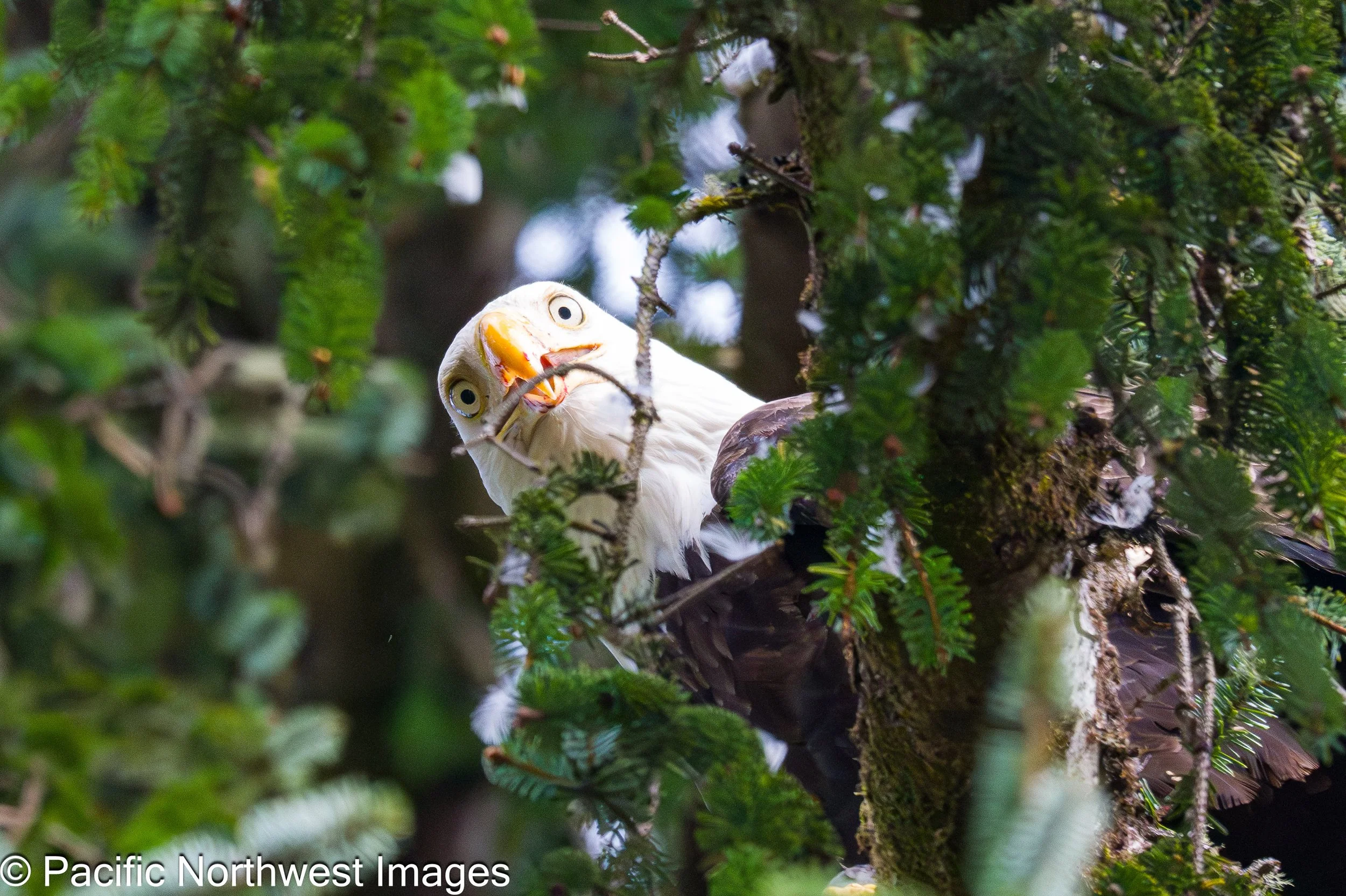 Birds_web (6 of 10).jpg