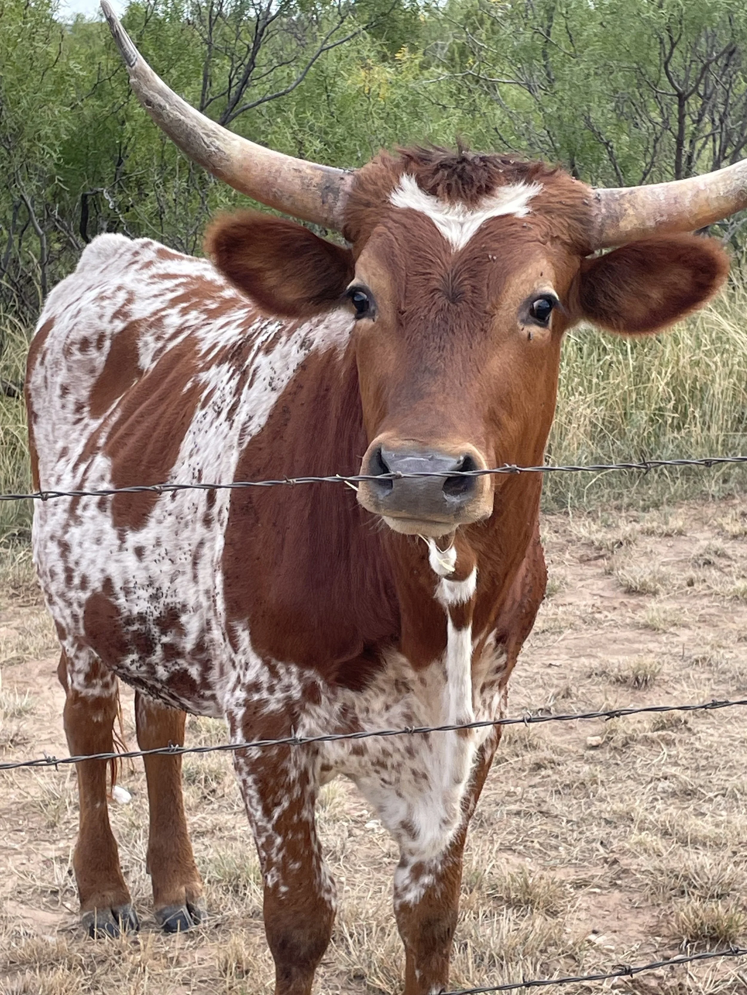 Longhornbradley.jpg