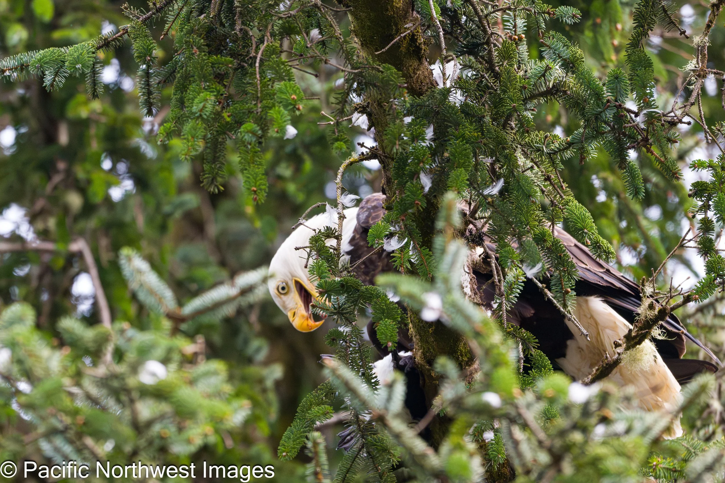 Birds_web (4 of 10).jpg