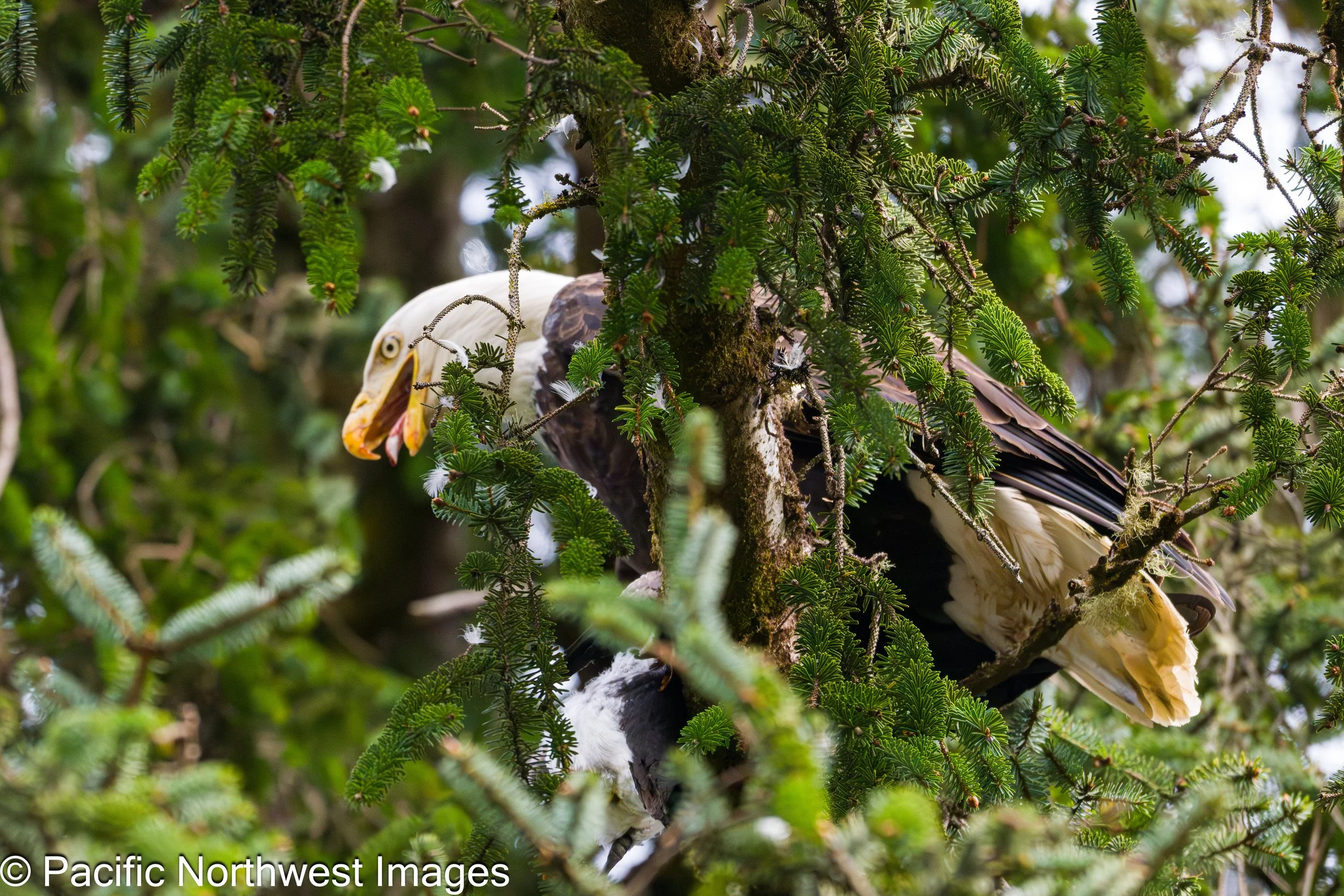 Birds_web (5 of 10).jpg