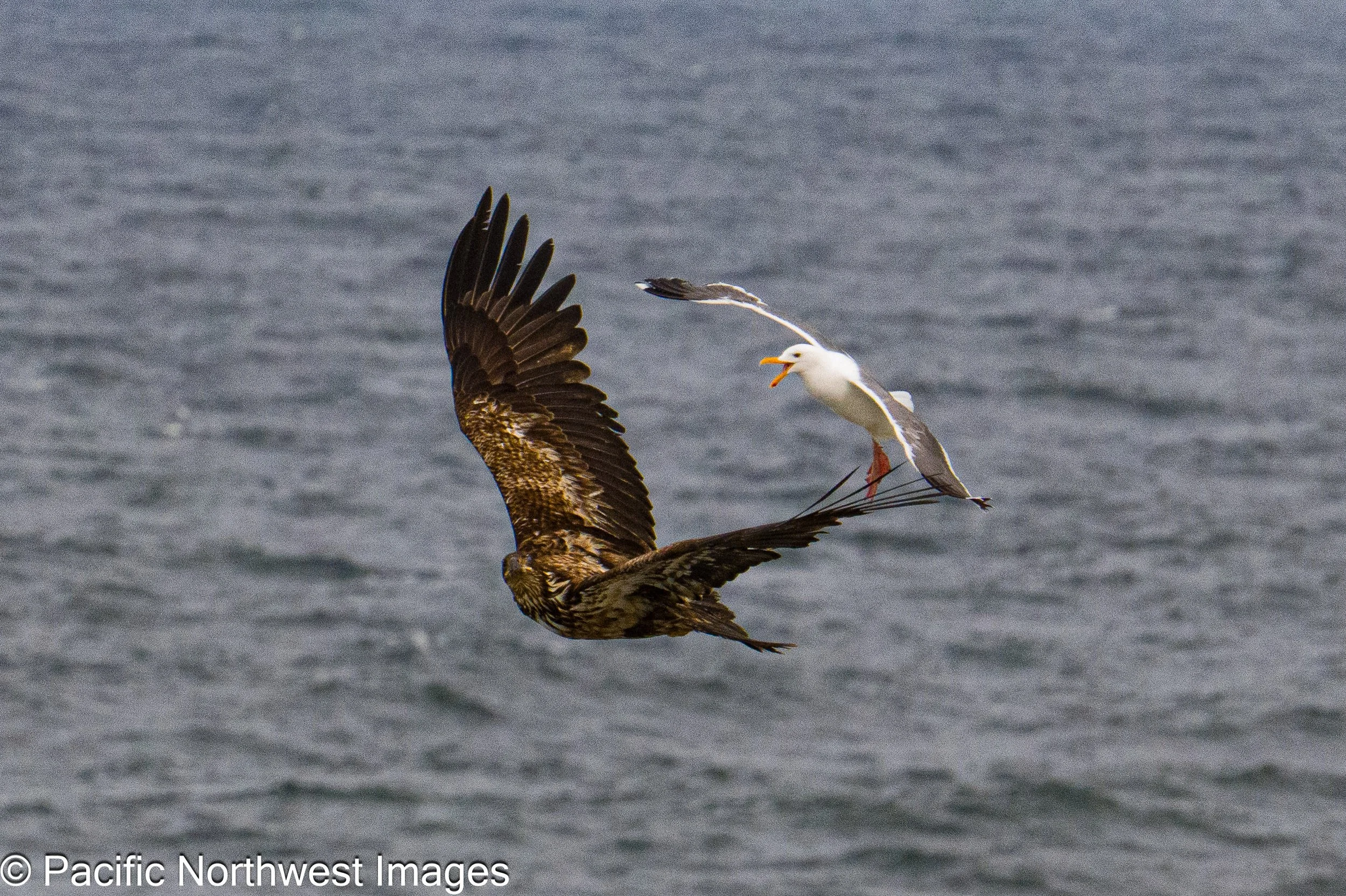 Birds_web (1 of 4).jpg