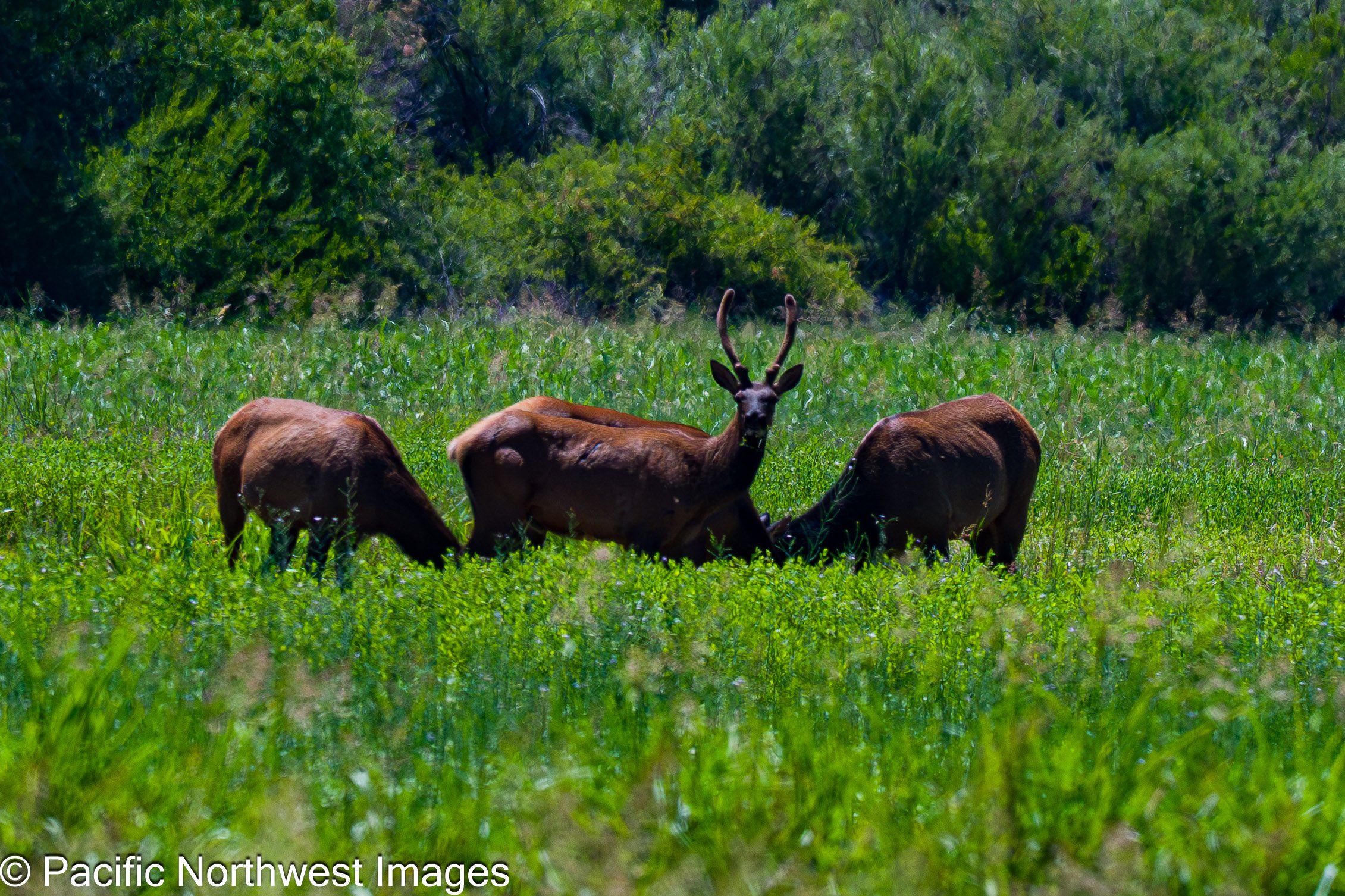 Bosque_6_21_2026 (6 of 6).jpg