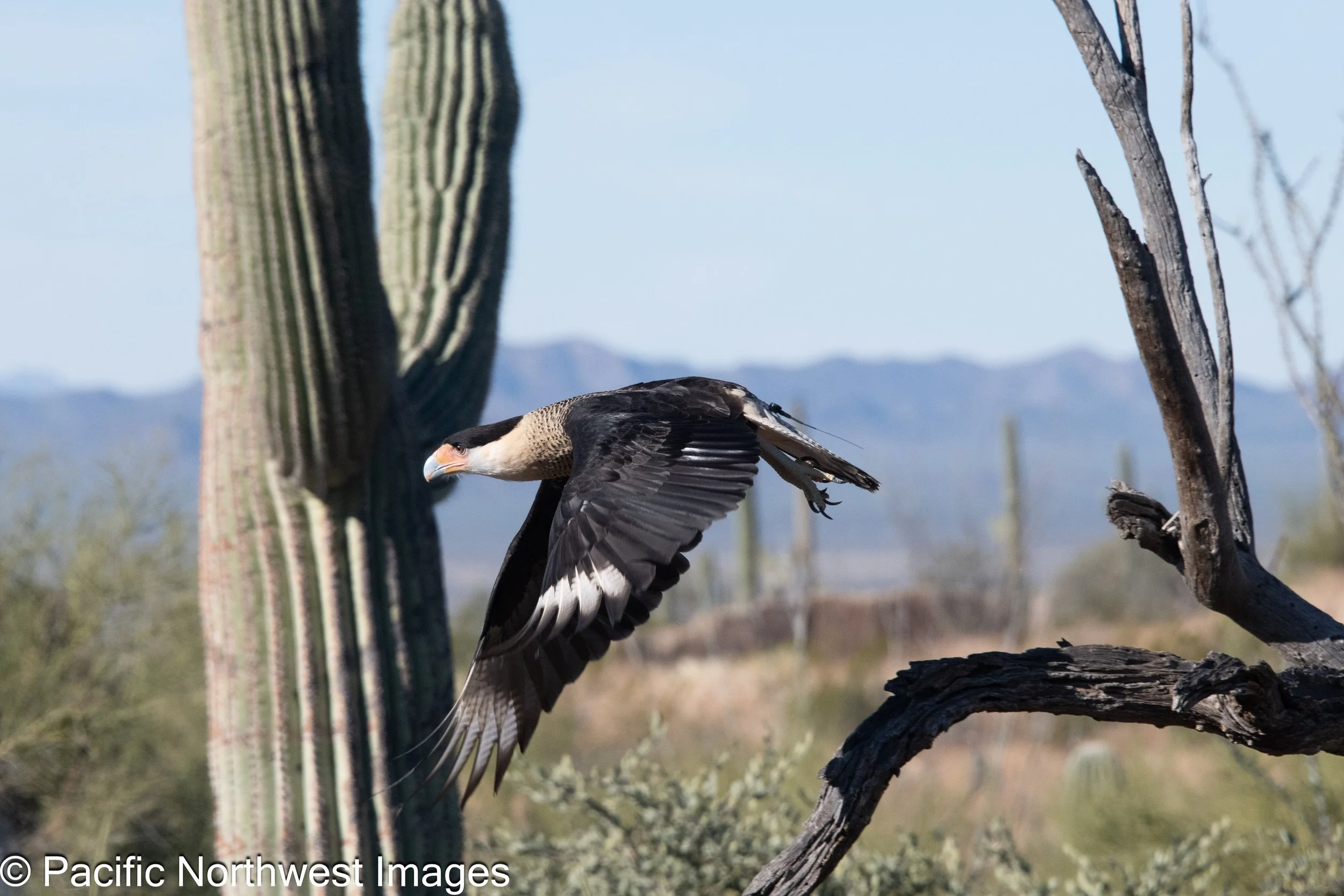 Birds_Web (3 of 9).jpg