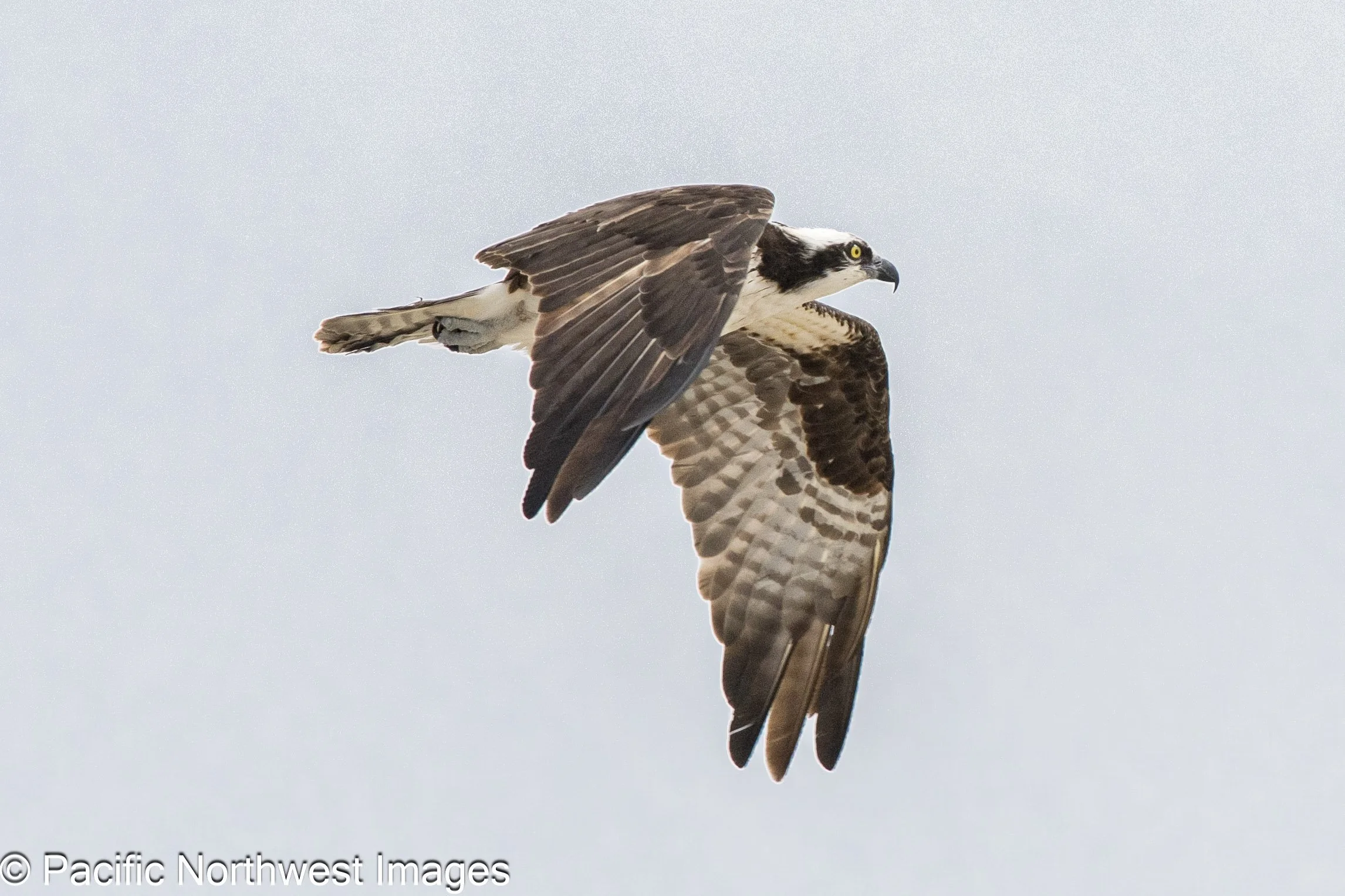 Birds_web (4 of 7).jpg