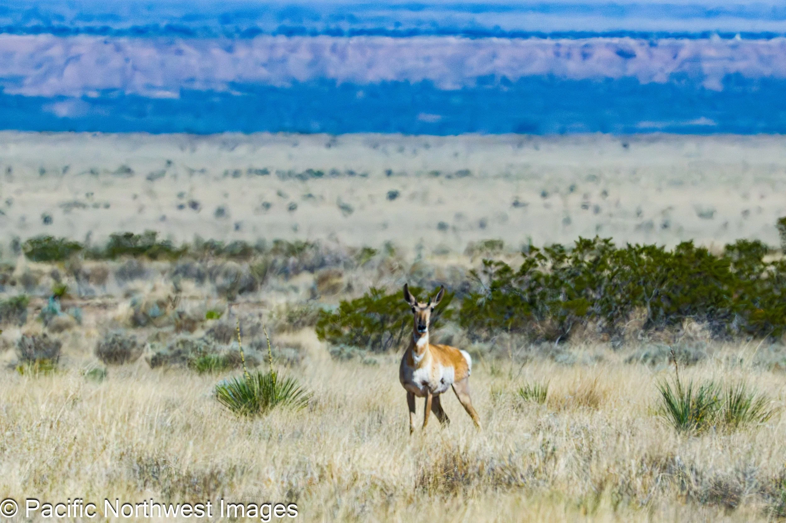 Sevilleta_NWR_2_29_2026 (21 of 24).jpg