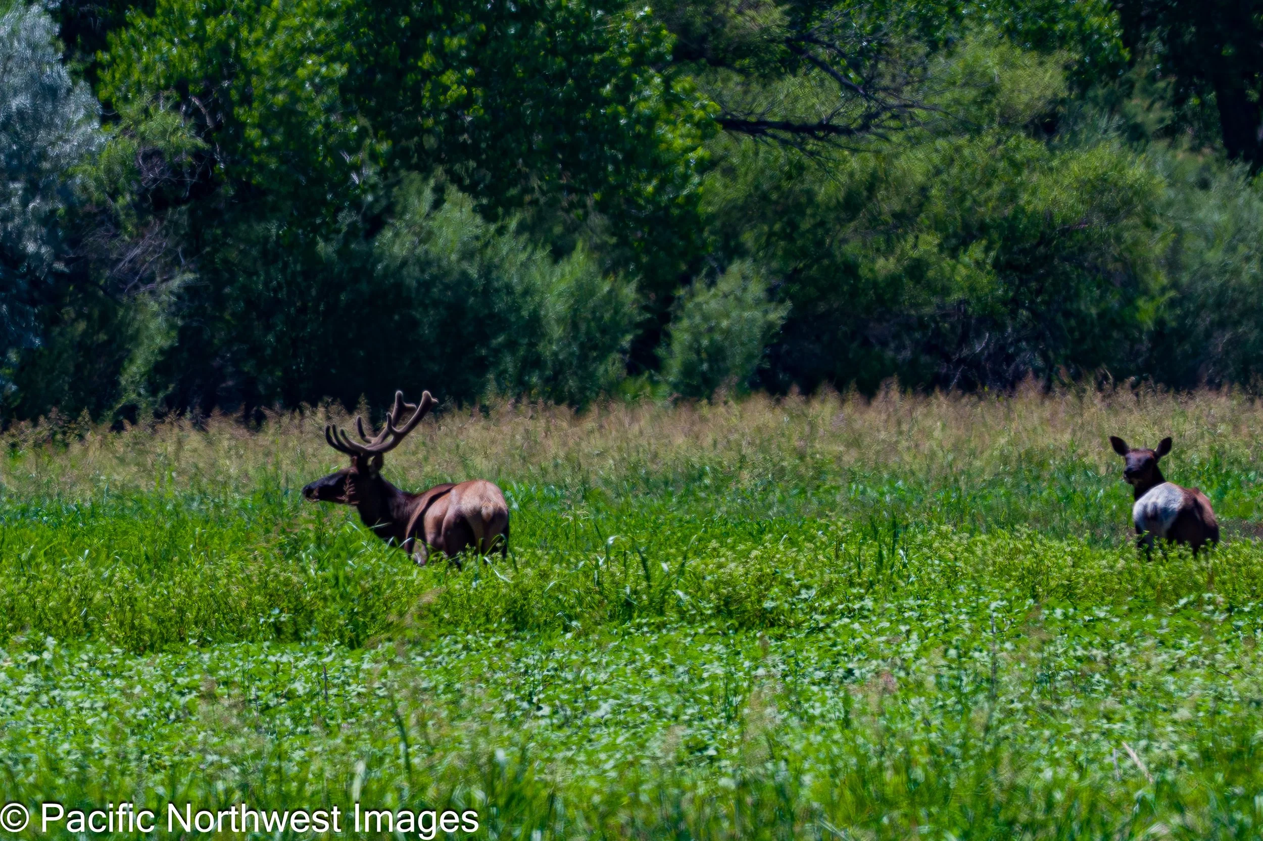 Bosque_6_21_2026 (5 of 6).jpg