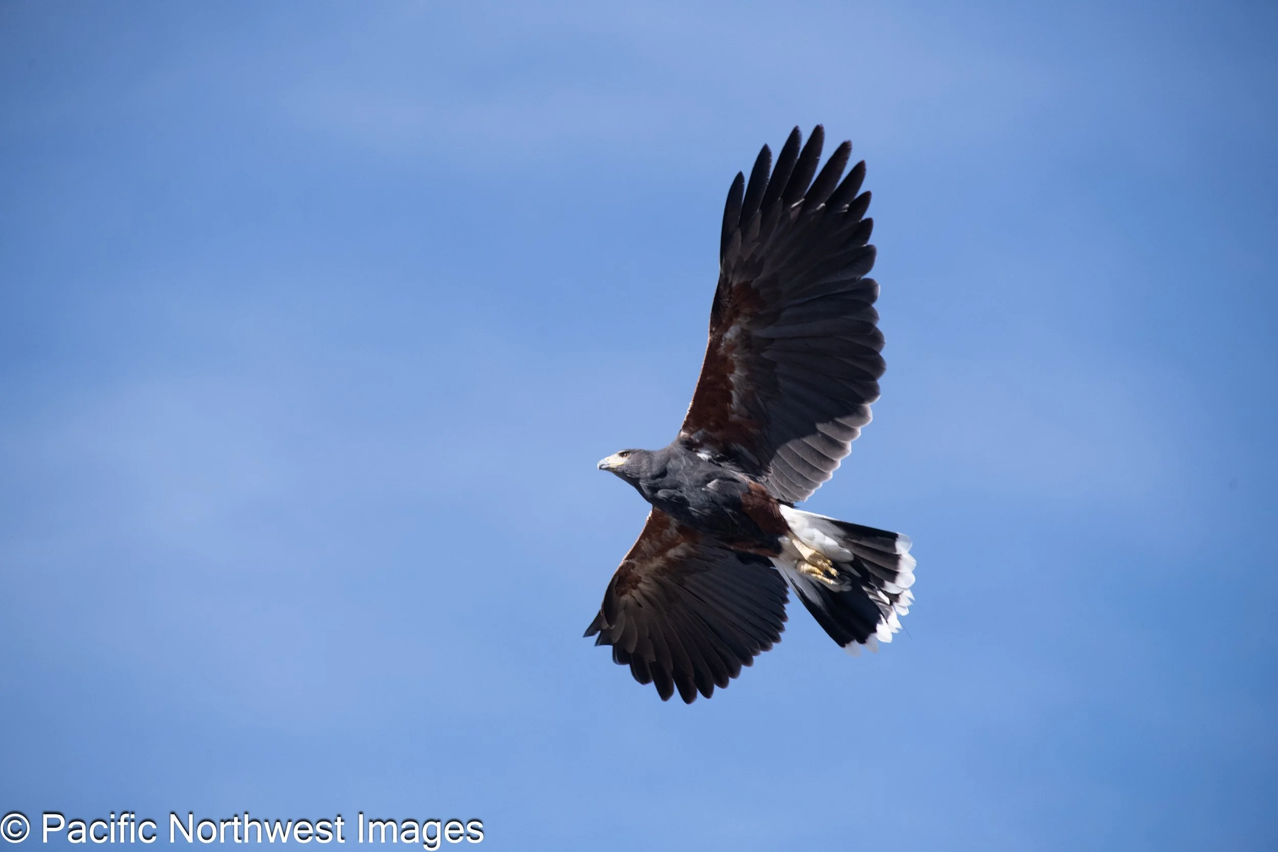 Birds_Web (7 of 9).jpg