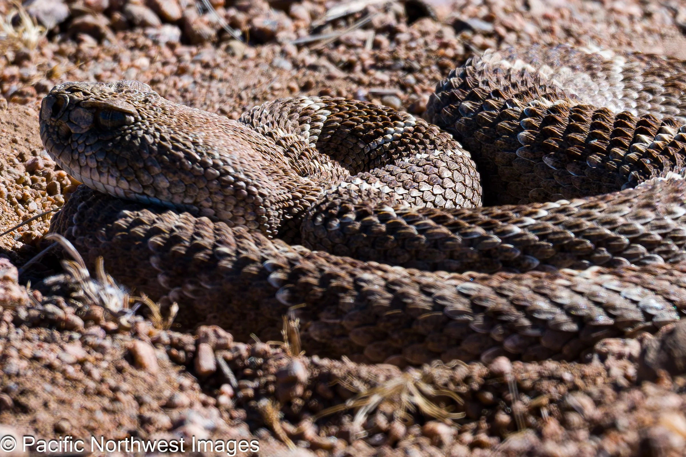 Sevilleta_NWR_2_29_2026 (20 of 24).jpg