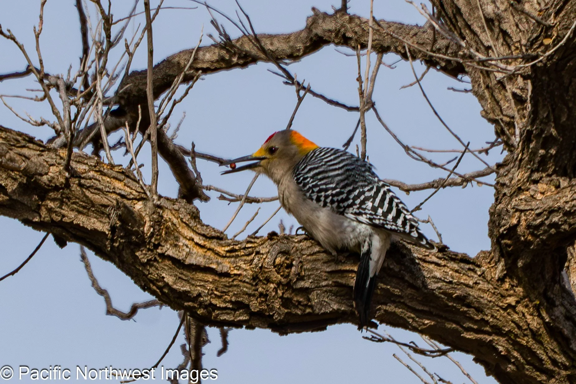 Birds_web (1 of 1).jpg