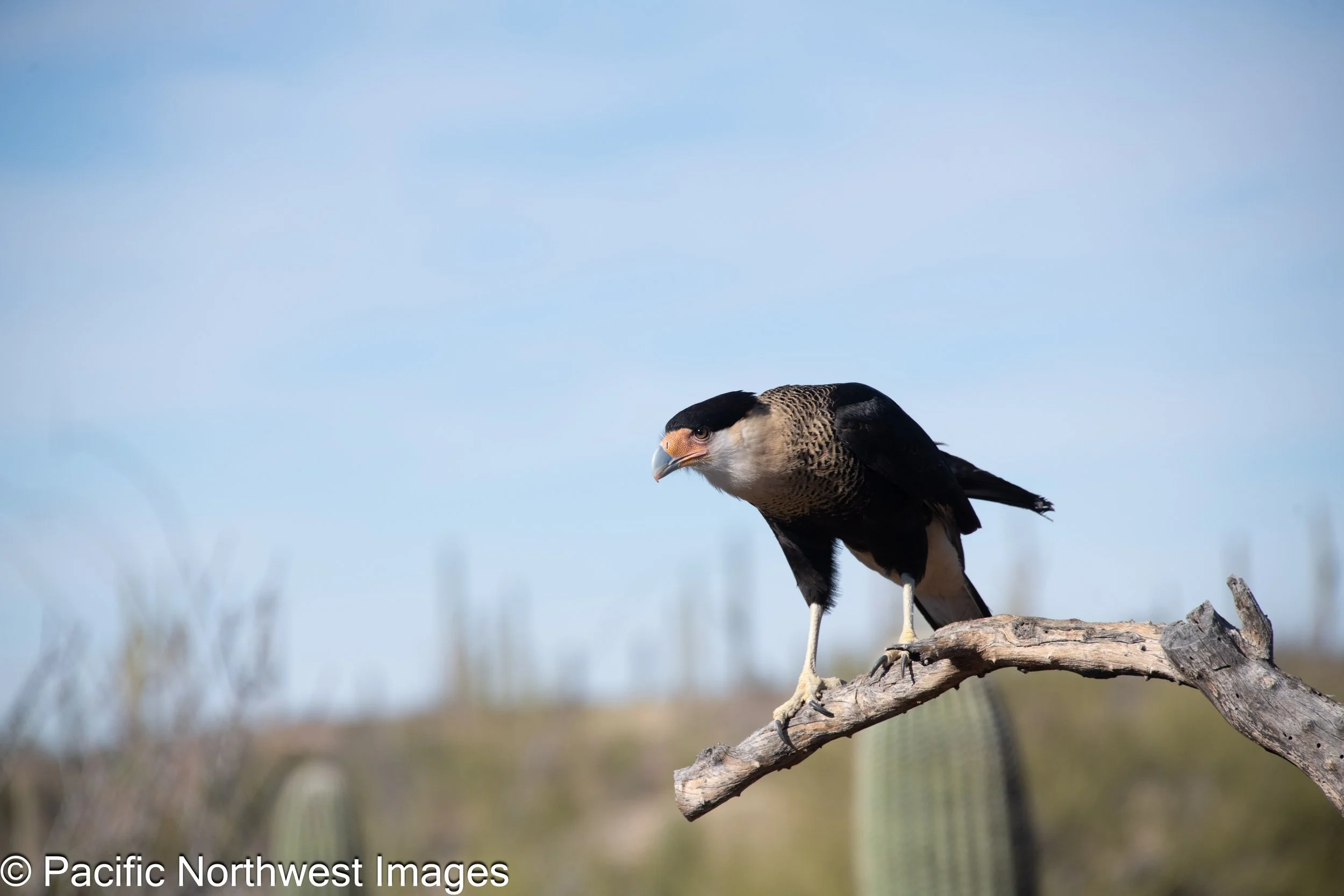 Birds_Web (2 of 9).jpg