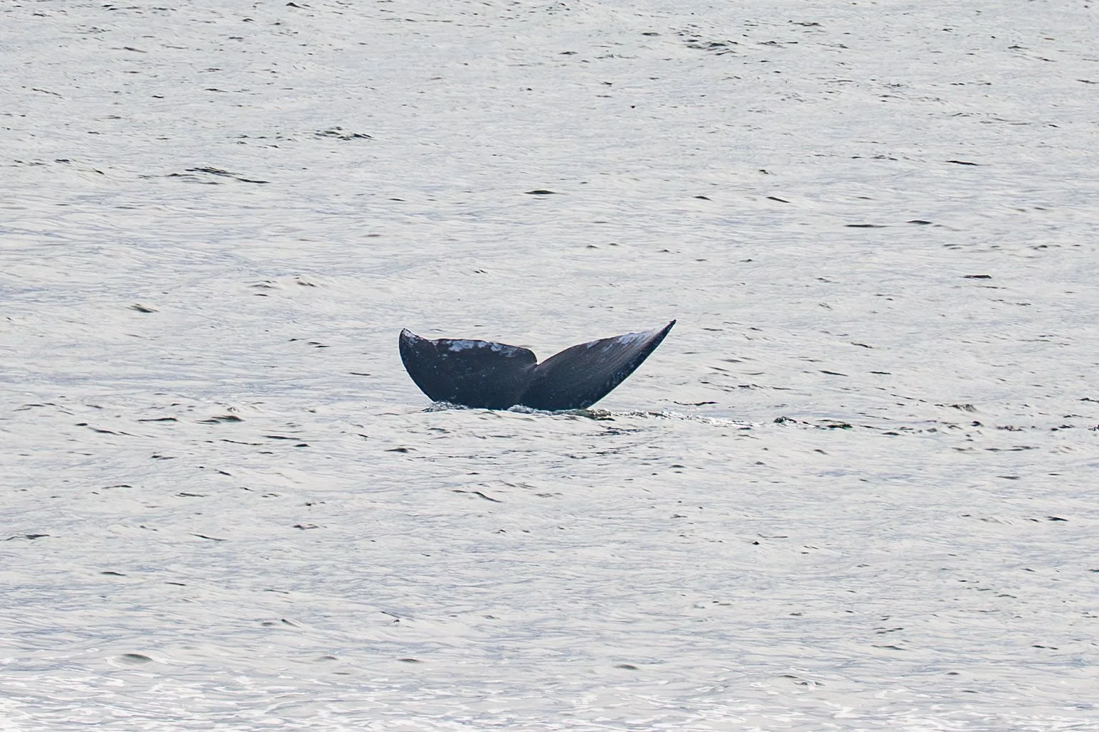 YHONA_Whales_6_27_2025 (1 of 1)-4.jpg