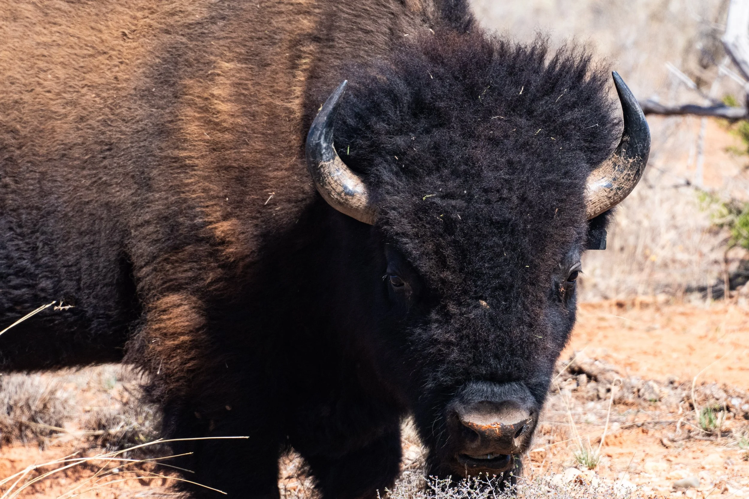 Caprock_Bison (1 of 1)-2.jpg