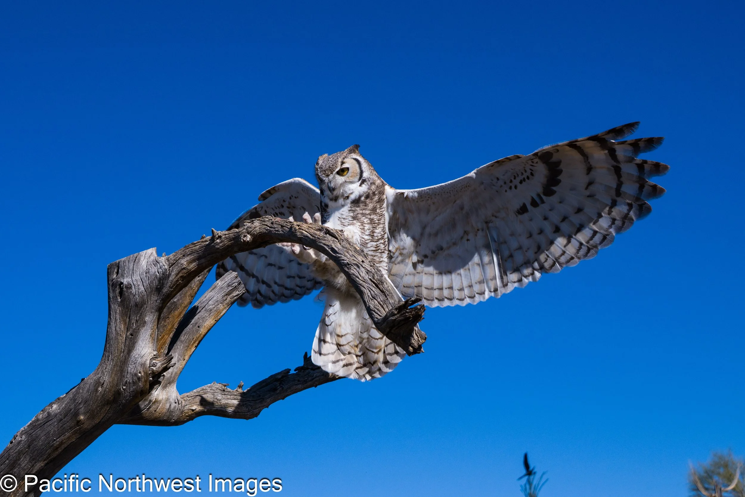 Birds_web (1 of 7).jpg