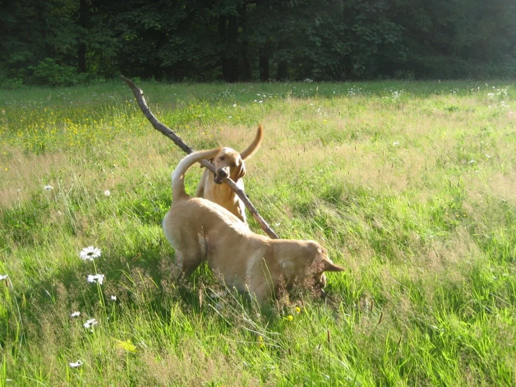 abbdoggies.jpg