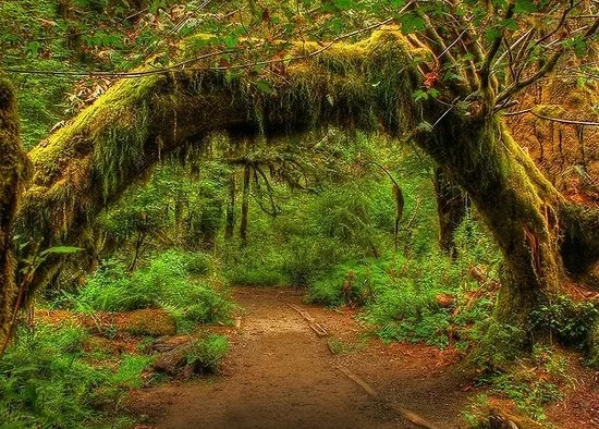 The Hoh Rainforest
