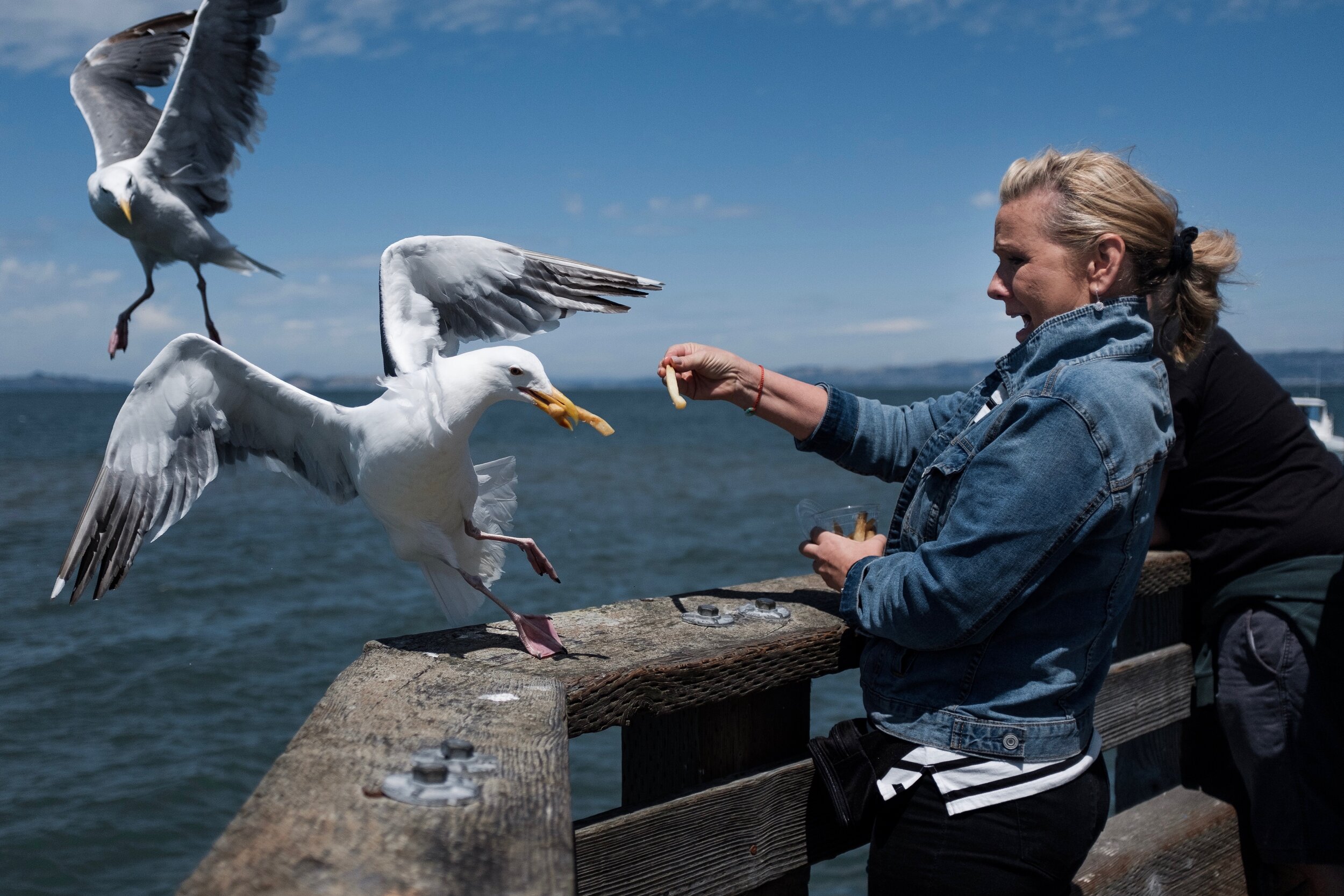  A woman feeds seagulls at San Francisco’s Pier 39.  