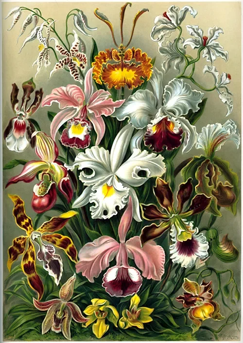aa-Haeckel_Orchidae.webp