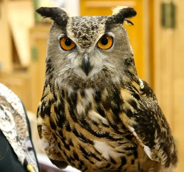 great_horned_owl-2.webp