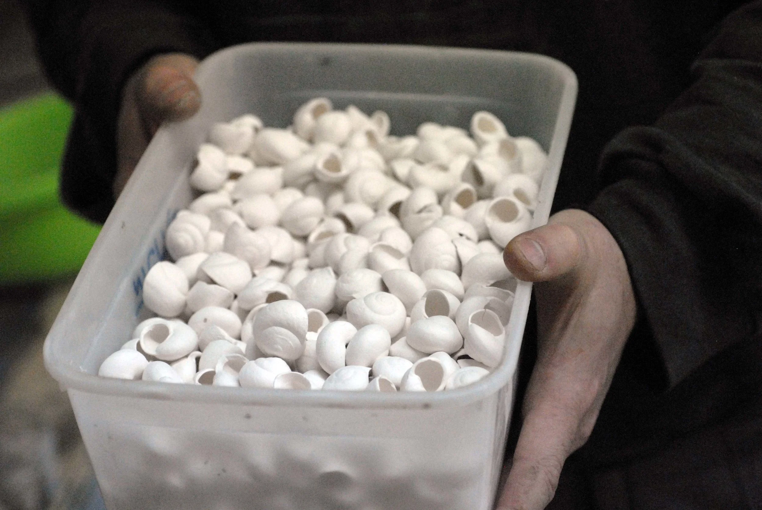 Porcelain snails before being hand-painted, fired, glazed, and fired again by the artist. Photo: Katia Rabey