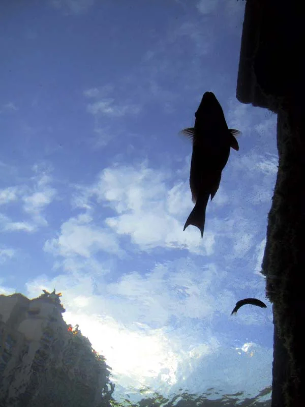 Fish Falling from the Sky and other Back to School Tales