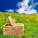picnic1.jpg