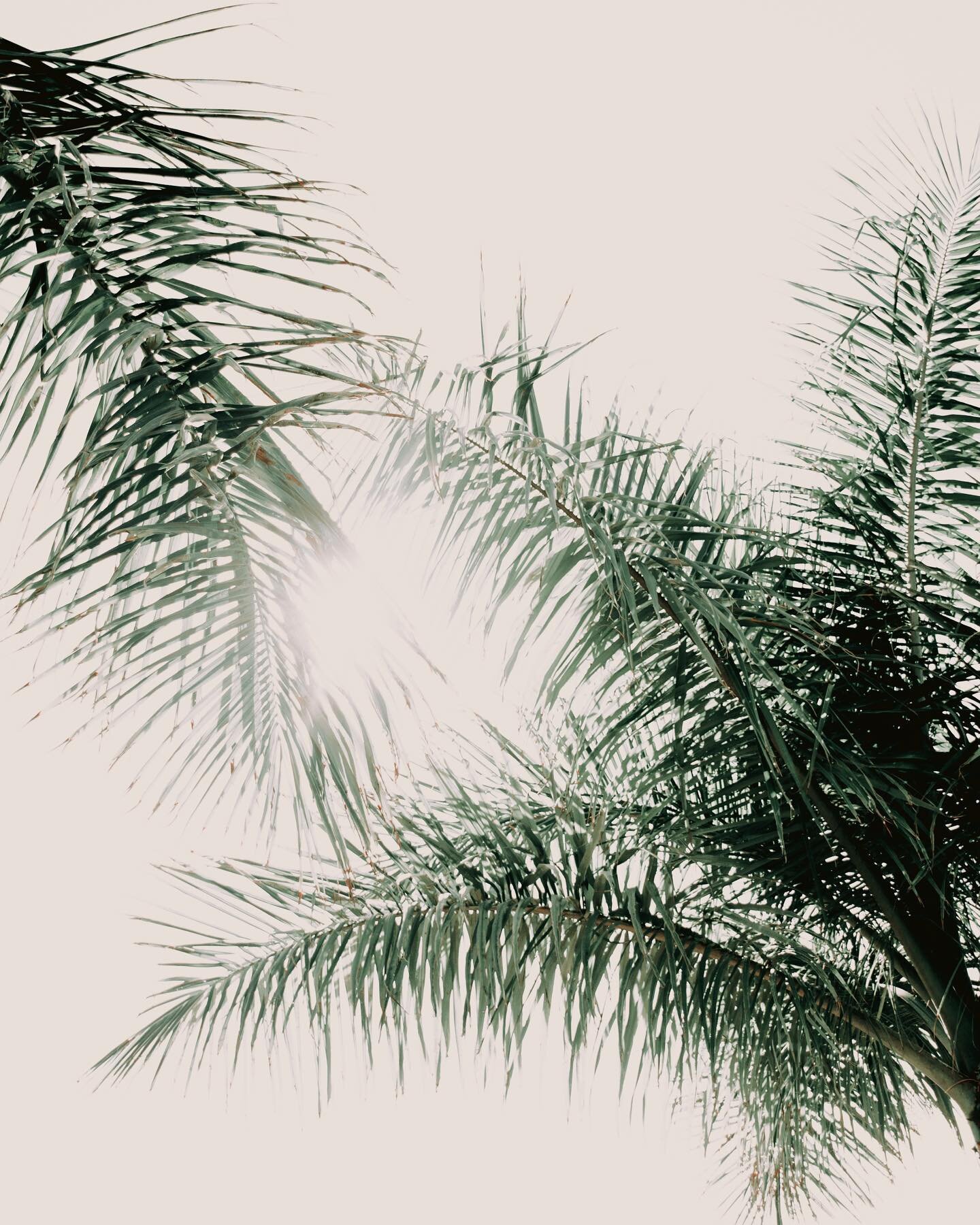 Palm trees and sun always brighten up my day! I love living in the south where I can easily find a place to work outside with a nice view ☼☼ ⠀
. ⠀
. ⠀
. ⠀
. ⠀
. ⠀
#graphicdesign #socialmedia #onlinemarketing #laudiemarismarketing #girlboss #womenwhow