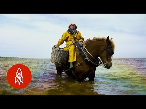 Shrimp Fishing on Horseback for 700 Years