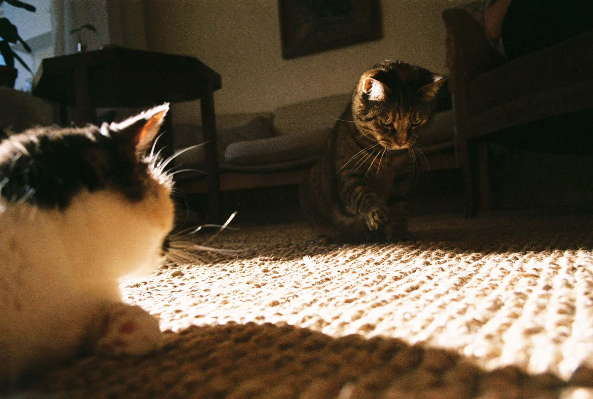 A20603_013A.jpg