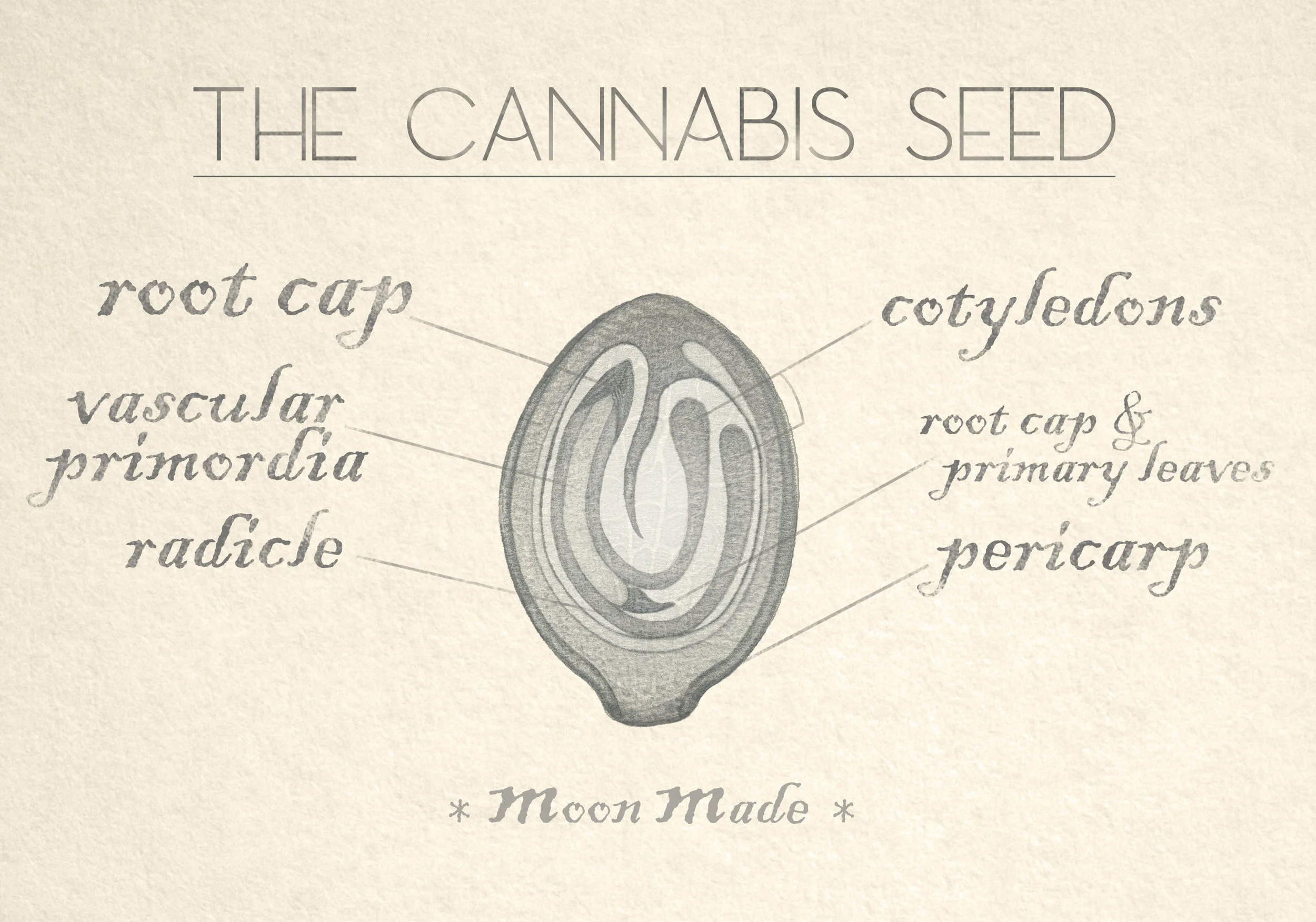 moonmade-seed-final-8.jpg