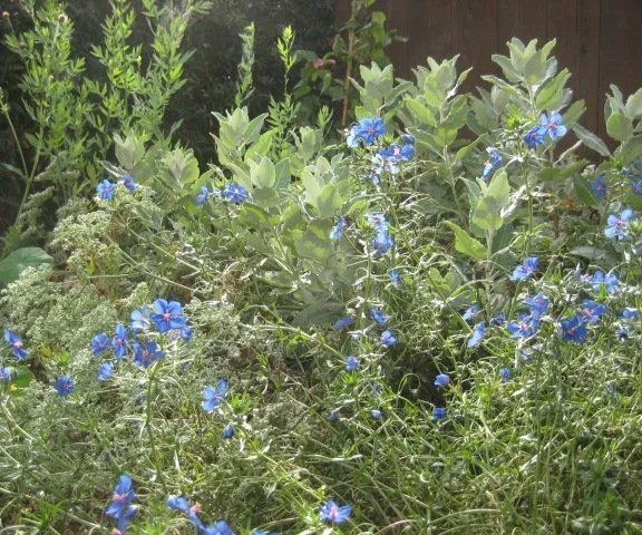 Fairytale Garden 2.JPG