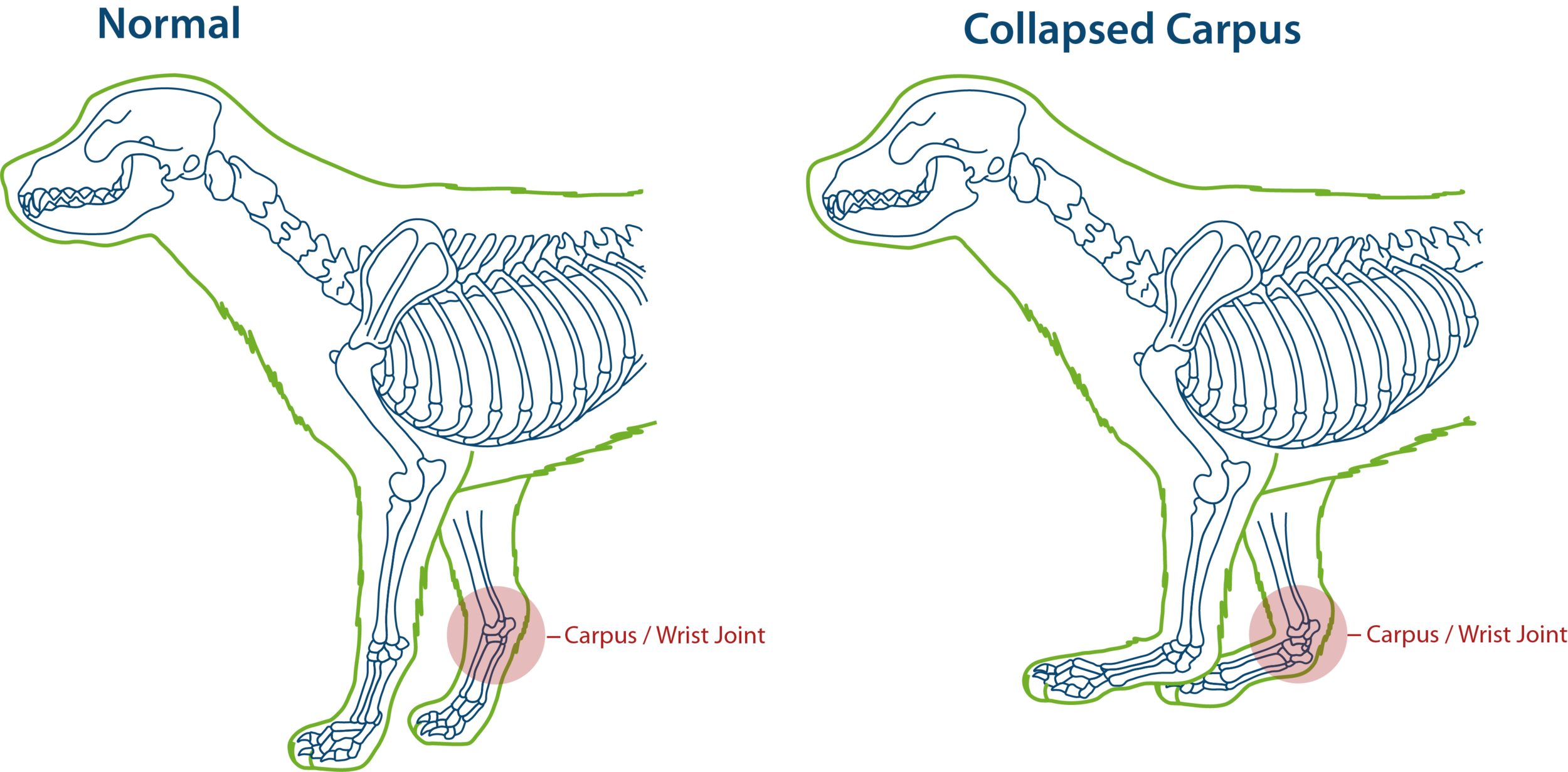 carpal hyperextension dog brace