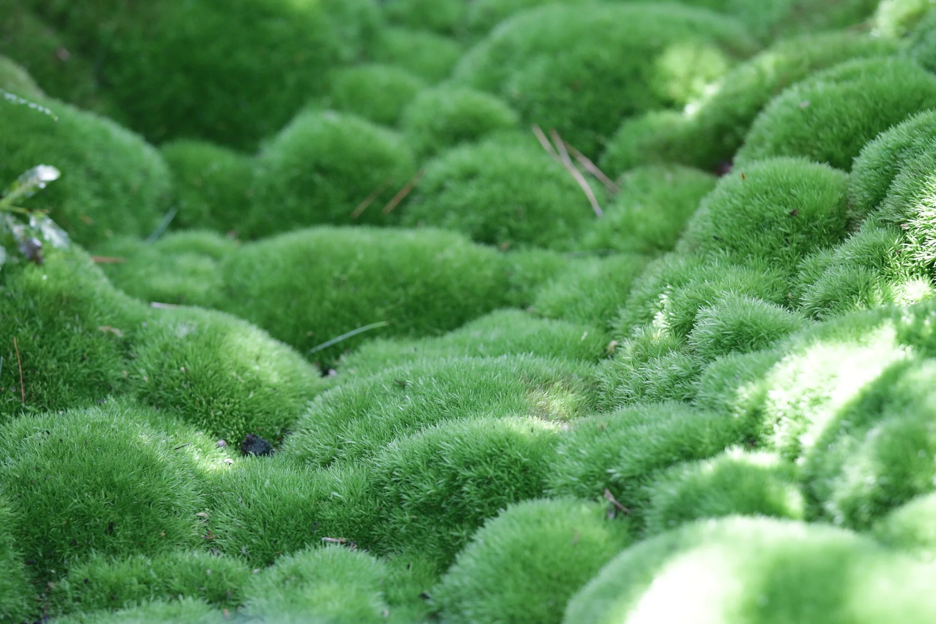 moss-2421864_1920.jpg