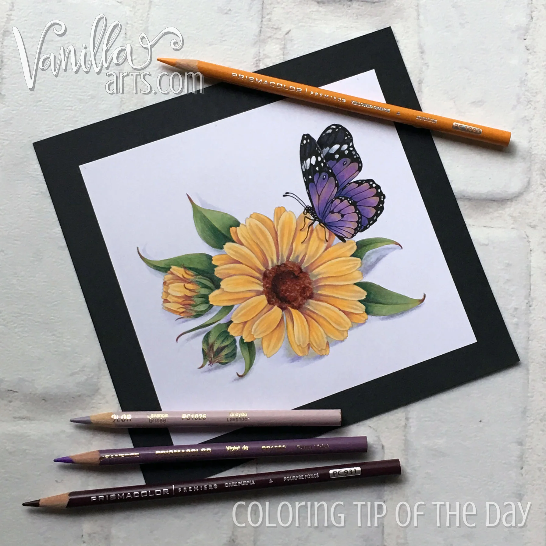 Calendula- September 2017