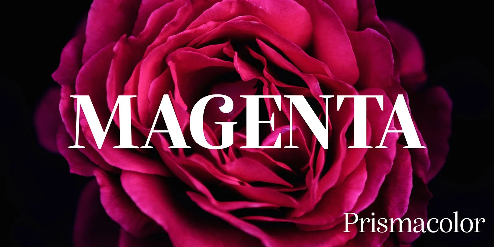 Prismacolor's Magenta 930 can be used to color this beautiful rose