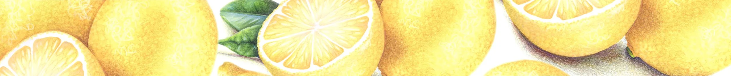 Closeup of “Lemon Zest” illustration using Copic Markers and colored pencil by Amy Shulke. Lesson available at ColorWonk.com