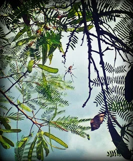 Banana Spider high up in a tree