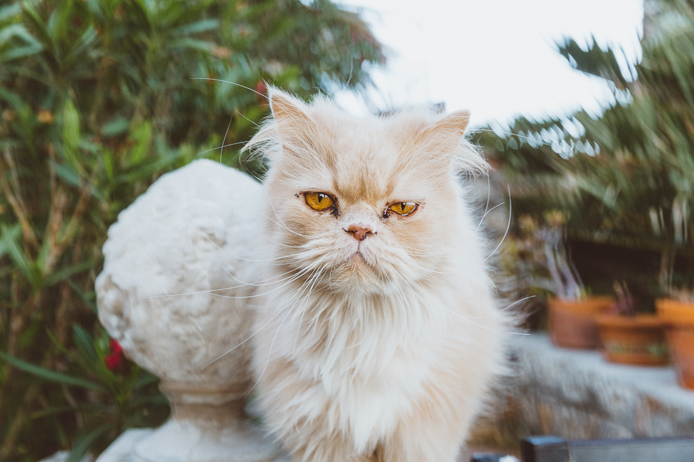 Grumpy cat