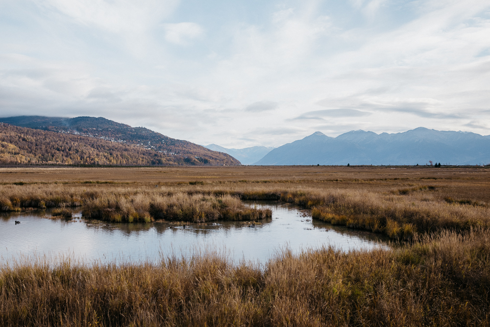 A 1550-foot boardwalk with interpretive signs and spotting scopes takes you into the marsh and up close to the wildlife.