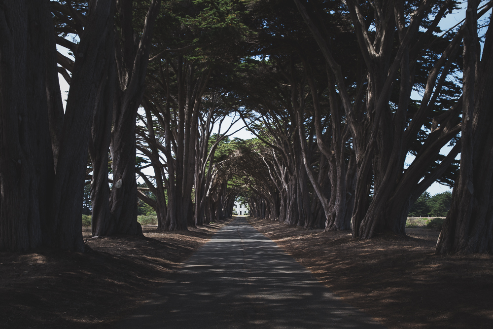 At the end of the Cypress Tree Tunnel stands the KPH radio station, which played an important role in maritime communications for ships on the Pacific Ocean through the late 1900s.