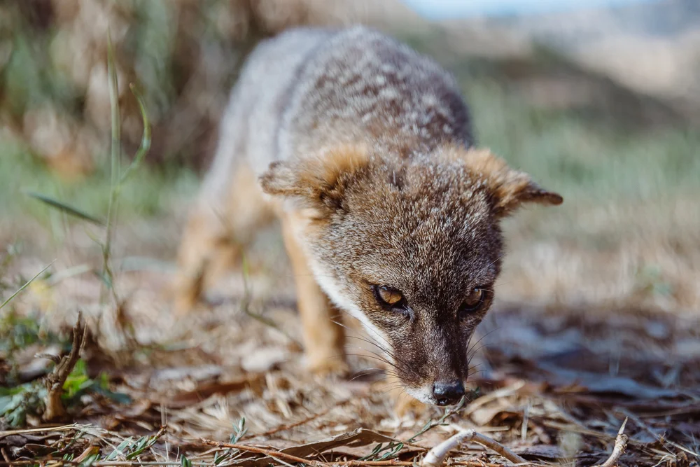 They eat everything from fruits and insects to birds, eggs, and small mammals...
