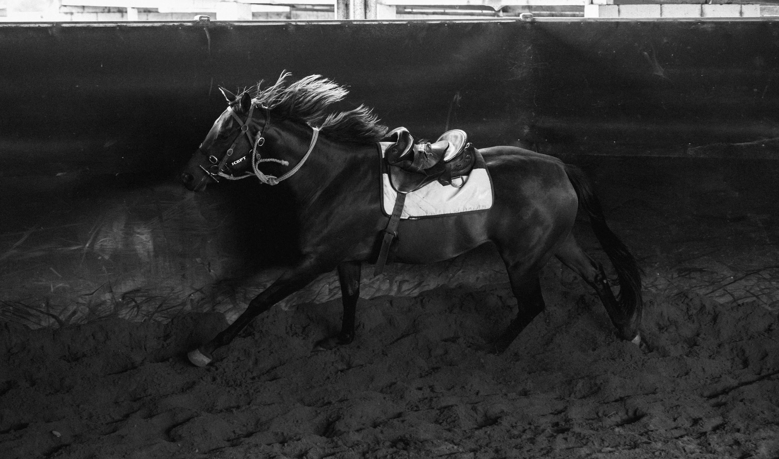 Earlwood Equine 2023-376 (1).jpg