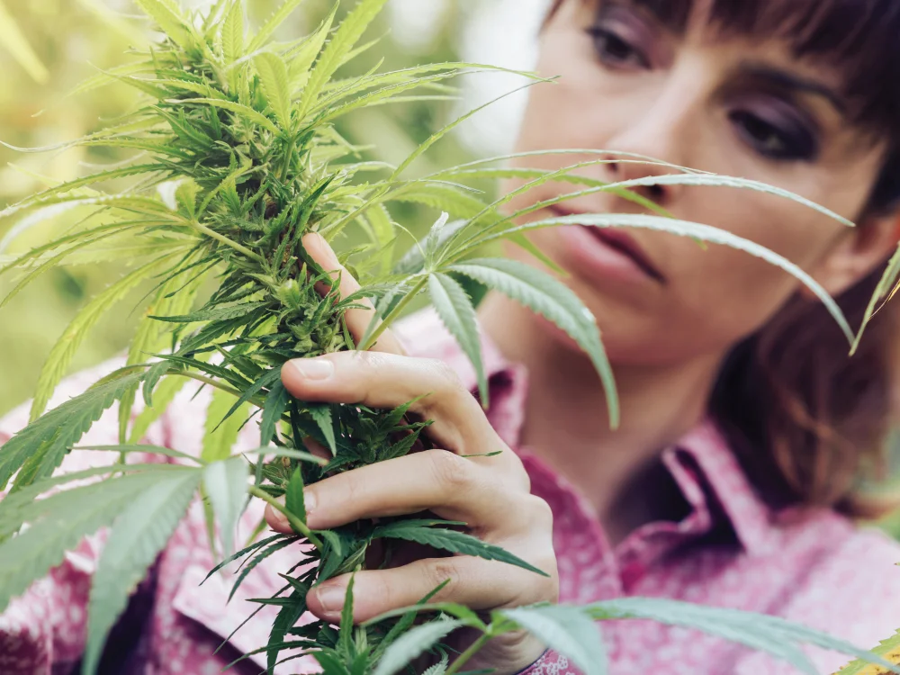 Cannabis Grower