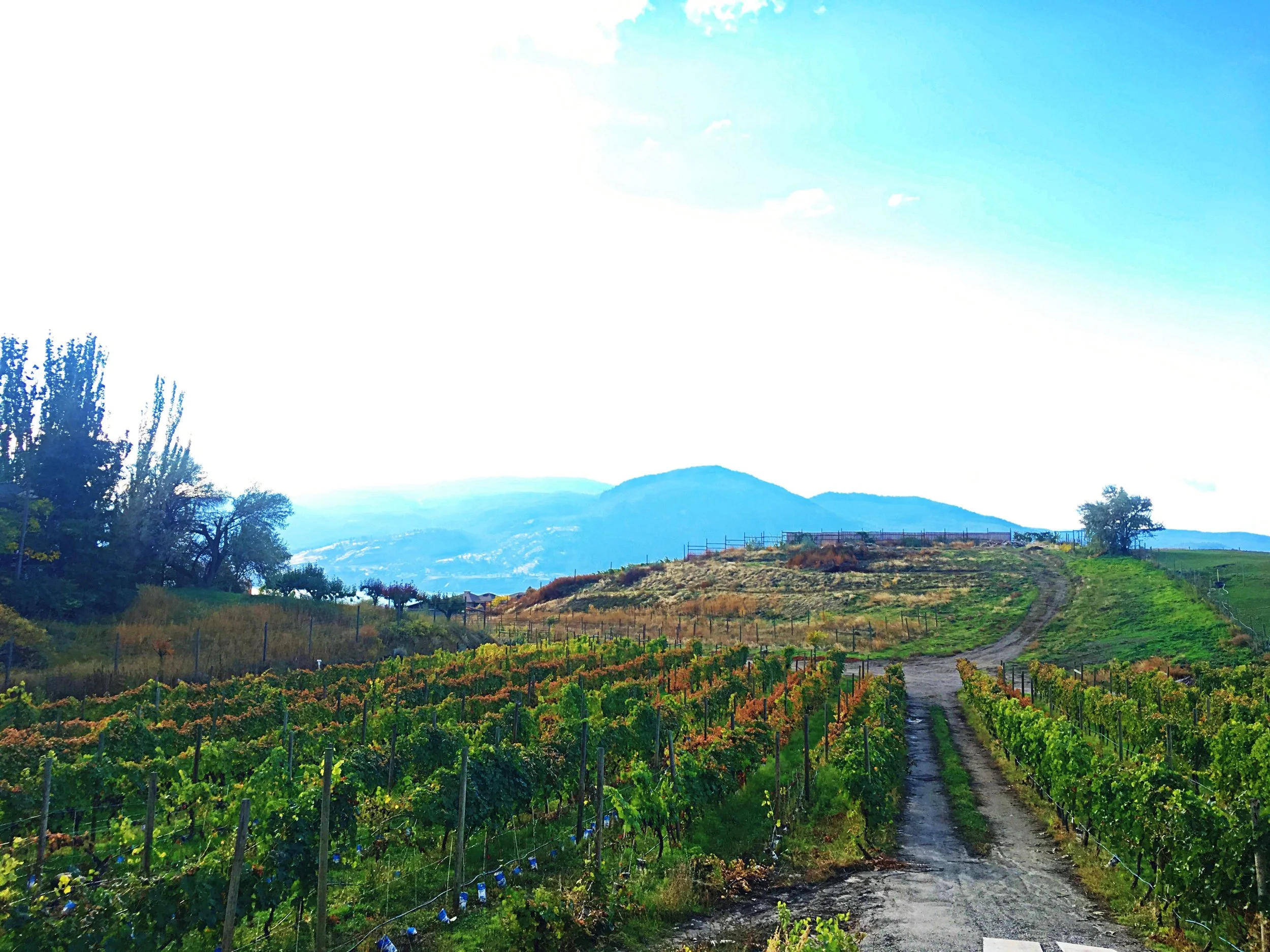 Making the Case for Merlot on #InterNationalMerlotDay
