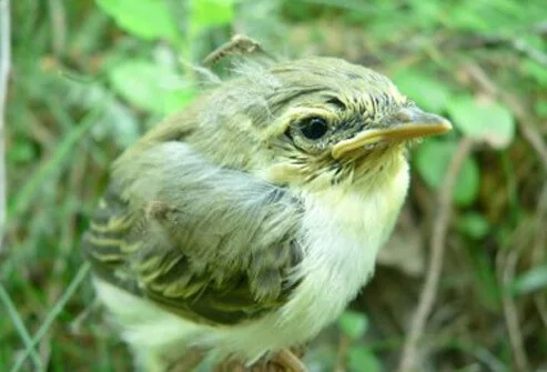 west-nile-virus-s3-photo-of-mosquito-biting-bird.jpg
